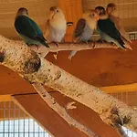 Mikorzyn *